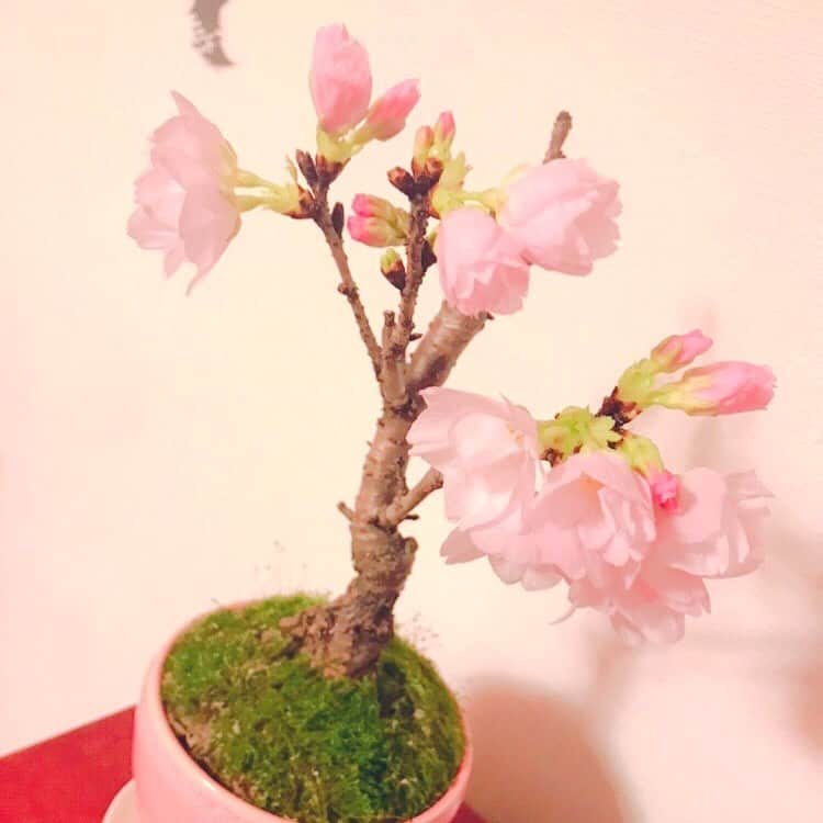 相内優香さんのインスタグラム写真 - (相内優香Instagram)「我が家の桜ちゃんが 毎日毎日 せっせと蕾を開花させています。  帰宅したらまたお花🌸が増えていました^_^ささやかな喜びをありがとう。  満開まであとちょっと、かな？🌸 #桜盆栽 #家花見」3月31日 2時15分 - yuuka_aiuchi