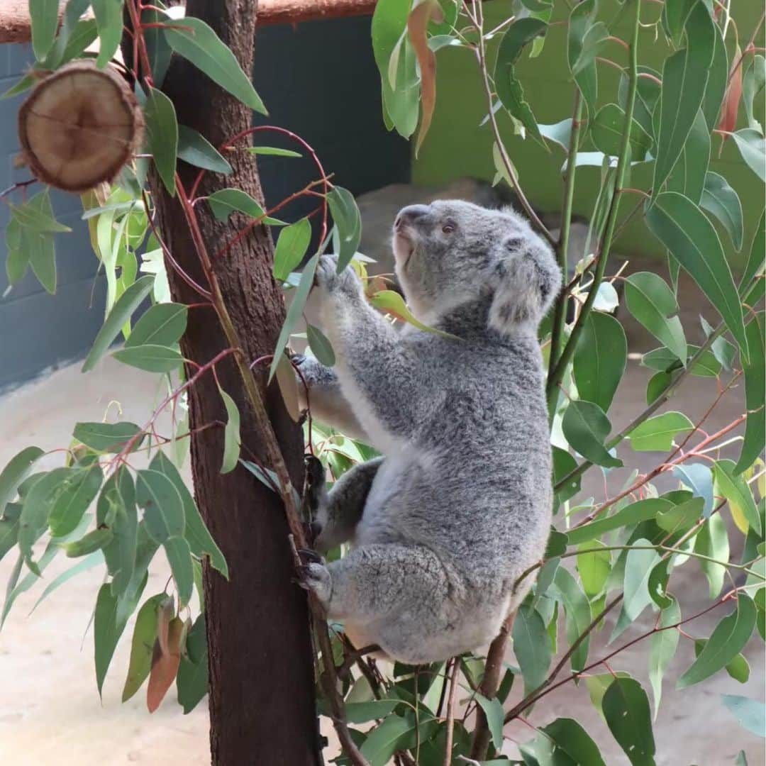 佐野来実さんのインスタグラム写真 - (佐野来実Instagram)「オーストラリアのケアンズ🇦🇺 今まで見たどんな海よりも透明度が高くて砂も綺麗でした🥺 コアラはとっても良い匂いがしました🐨」3月31日 2時18分 - misstodai201802