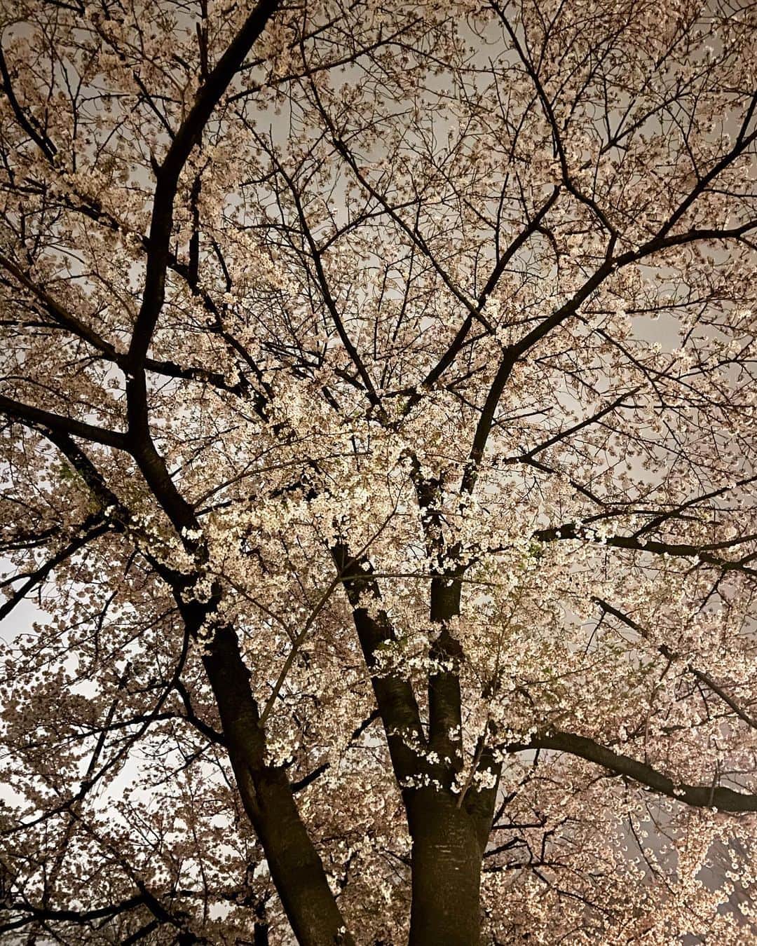 宮村ななこさんのインスタグラム写真 - (宮村ななこInstagram)「いっぱいのサヨナラ。　#cherryblossom #chery #photography #photo #桜 #桜満開 #散り際が美しい #散り際 #風景 #風景写真」3月31日 2時21分 - miyamuchan_001