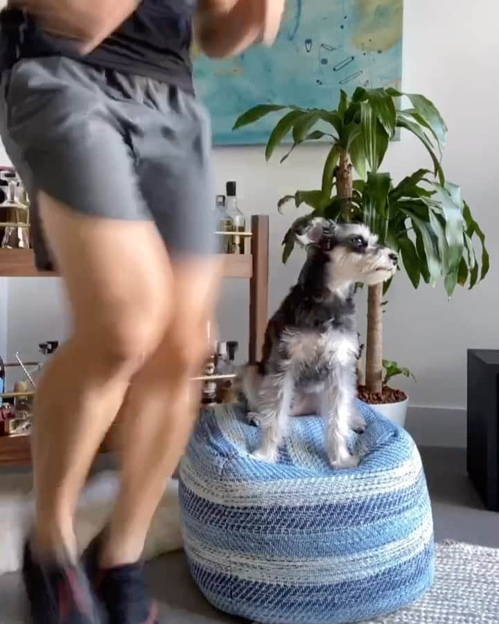 Remix the Dogのインスタグラム：「[sound on!] Get a dog for more effective at-home workouts. 💪🏼」