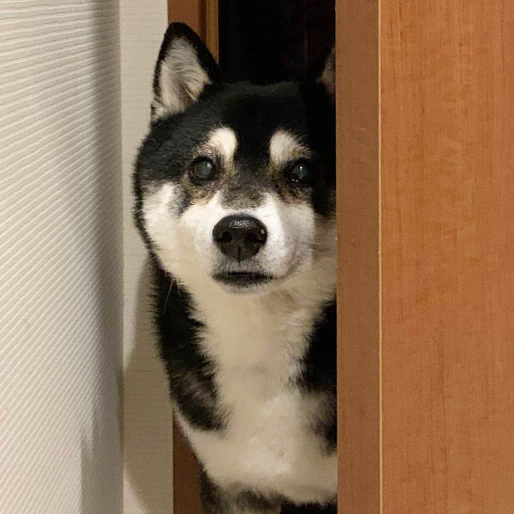 くろさんのインスタグラム写真 - (くろInstagram)「覗き見豆👀 #覗き見犬 #犬かわいい #豆も気になるぅ #kuroshiba #blackshiba #shibainu #shibastagram #instadog #dogstagram #柴犬 #黒柴 #黑柴 #日本犬 #和犬 #シニア犬 #癒し犬 #いぬら部 #ふわもこ部 #柴犬部 #モフモフ生命体 #柴犬のいる暮らし #わんこのいる暮らし #わんこのいる生活 #わんこと一緒 #わんダフォ #わんだふるJapan」3月31日 5時57分 - m6bmw