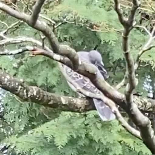 湯浅洋のインスタグラム：「鳩が木の上にいるのは当たり前なのにちょっとびっくりしてしまった^ ^ 大きな　#鳩」
