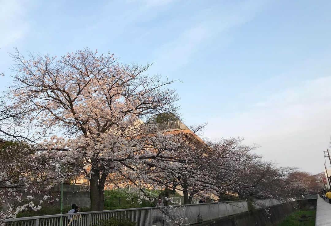 アヤメさんのインスタグラム写真 - (アヤメInstagram)「Blooming🌸🌸🌸 期末！13期目も黒で〆た〜🙌🏼 これまでも精一杯やってきたからこれからも粛粛とやるだけです。それでダメならそれはそれ。楽しくて健康なら悔いなしよ。明日から会社の新年、14期目に突入〜✊🏼😊🔥 #自分なりの #経営哲学 #こう見えて社長 #皆んな頑張ろう #もう十分頑張ってる」3月31日 15時35分 - ayame_socks