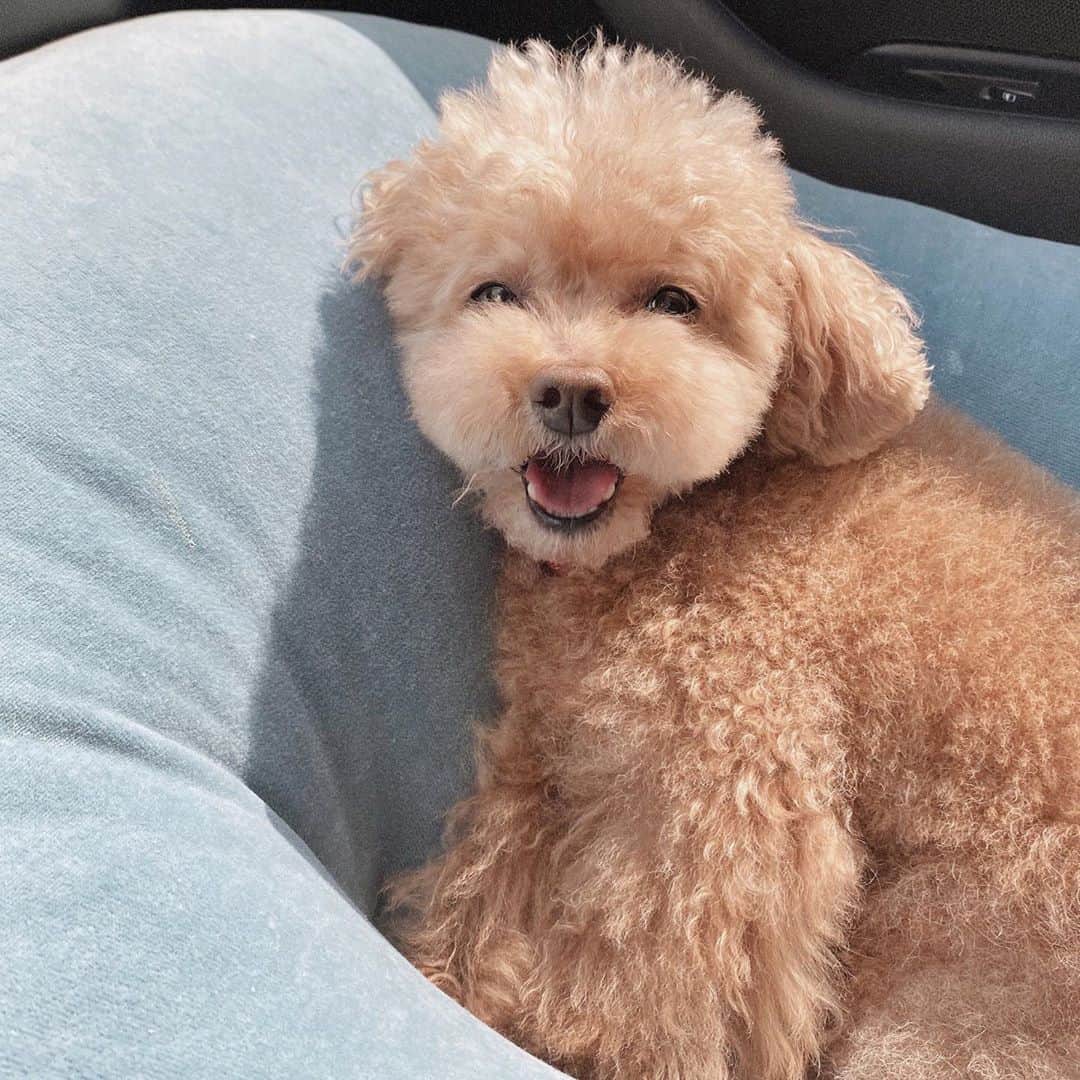 シン・ダウンさんのインスタグラム写真 - (シン・ダウンInstagram)「. 일주일에 한번씩 , 디스크 재활하러 가는 봄이🐻 . 나는 봄노래(봄이와-김현철🎧)를 들으며  눈누난나➰ 근데 ,봄이도 봄이와서 죠은거야?  우리가 만난 그 계절이야, 웃자 봄아. . . #봄이다봄🐻 #신난다은 👩🏻」3月31日 15時38分 - shindandan_