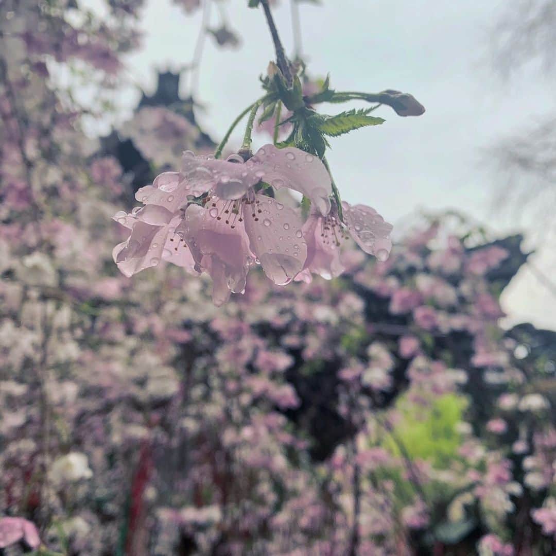 いけばな池坊さんのインスタグラム写真 - (いけばな池坊Instagram)「今年も春を迎えた六角堂。枝垂れ桜は例年より少し早く開花し、満開となりました。  桜の開花を心待ちにし、満開の桜に心躍らせ、皆で花見を楽しむ。そんなあたりまえのことが貴重なことだったと気づかされます。  来年の春はいつもの春でありますように。  #池坊 #いけばな #ikenobo  #ikebana #京都 #kyoto #六角堂 #頂法寺 #いけばな発祥の地 #桜 #しだれ桜 #cherryblossom #ikebanaforpraying #祈りの花」3月31日 15時49分 - ikenobo550