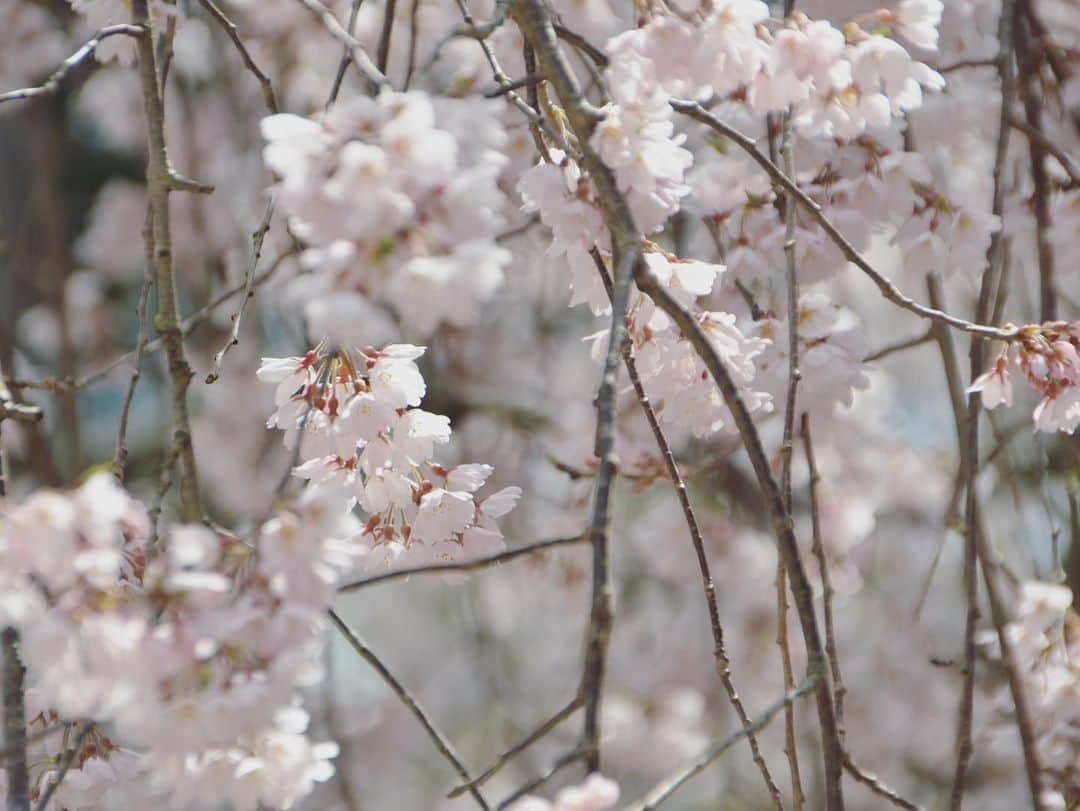 Rediscover Fukushimaさんのインスタグラム写真 - (Rediscover FukushimaInstagram)「The cherry blossom were in full bloom at Ogawasuwa Shrine last weekend 🌸🌸🌸 this is one of the sakura spots I recommend the most in Fukushima Pref. Make sure to add it to your Spring 2021 itineraries 🙂」3月31日 16時35分 - rediscoverfukushima
