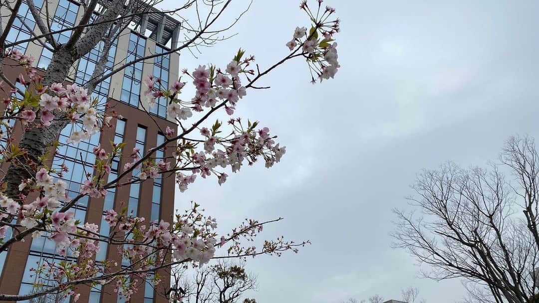 関東学院大学さんのインスタグラム写真 - (関東学院大学Instagram)「#関東学院大学 #金沢八景キャンパス #関東学院 #KGU #横浜 #yokohama #桜 #cherryblossom #春からKGU」3月31日 16時40分 - kguofficial