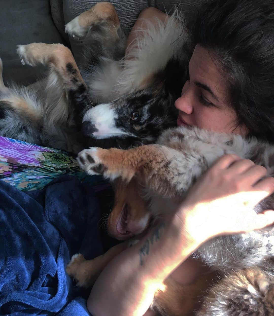 イシス・テイラーのインスタグラム：「if you were wondering how my quarantine life was going? #australianshepherd #dogmom #dogsofinstagram」