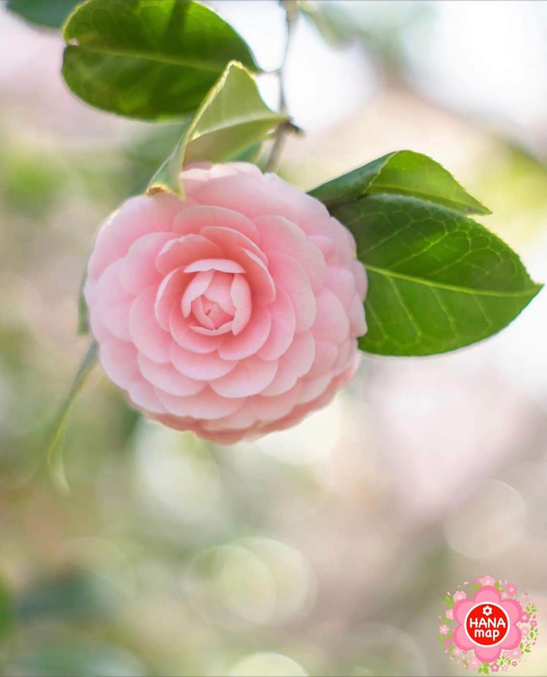 はなまっぷ❁日本の花風景のインスタグラム