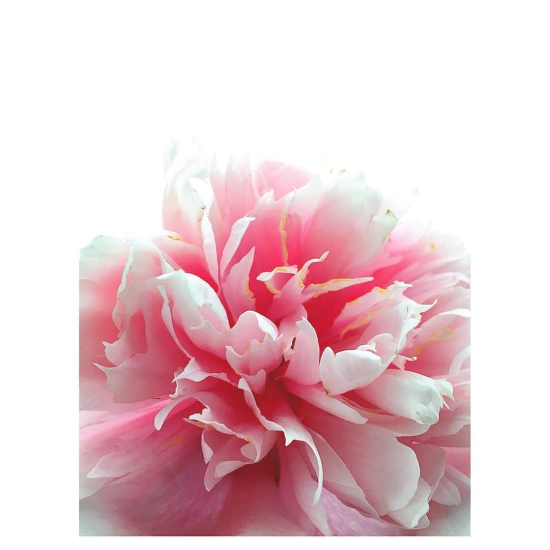理絵さんのインスタグラム写真 - (理絵Instagram)「早く大好きな芍薬の季節が来ないかな  その頃にはウイルスも収束し始めているといいな  #芍薬 #peony #peonia #작약 #flower #fiore #꽃 #花 #tokyo #japan」3月31日 9時00分 - ____rie____