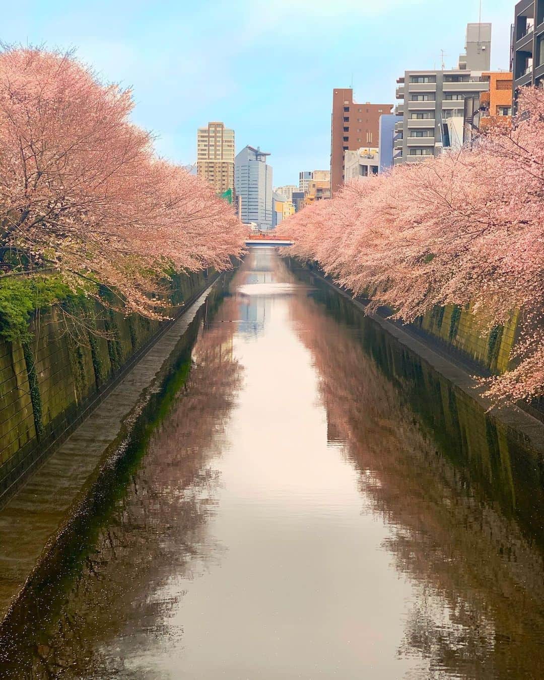 波多野結衣さんのインスタグラム写真 - (波多野結衣Instagram)「日本の桜 . . #桜 #春 #ひさしぶり」3月31日 9時34分 - hatachan524