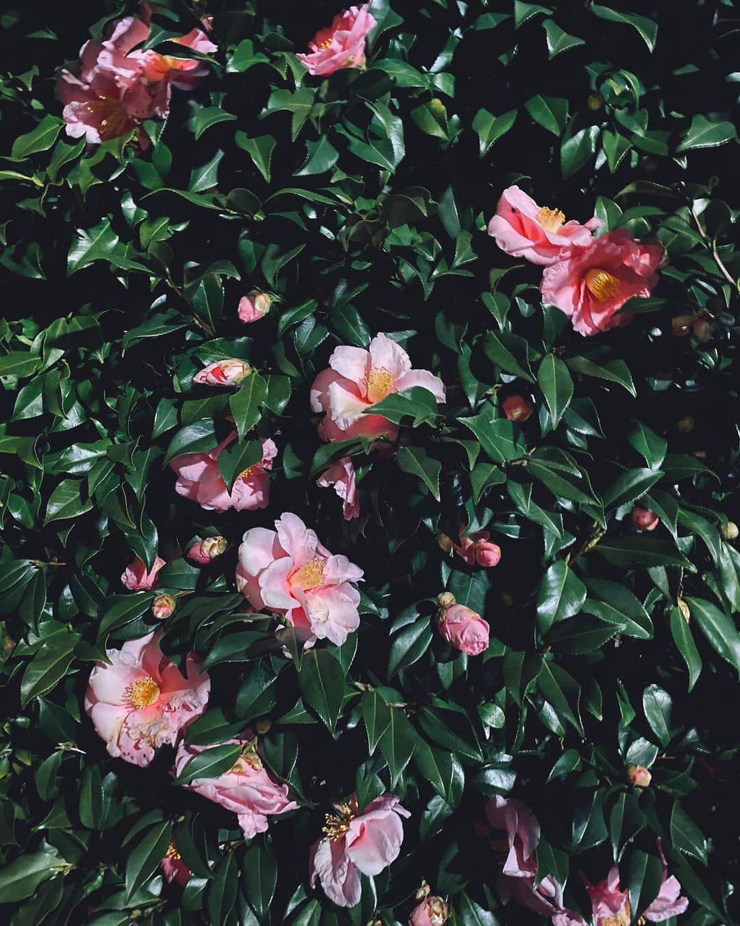MiChiのインスタグラム：「I will never take you for granted.  あたりまえなんて絶対に思わない。 #nature#ourhome#mothernature#flowers#art#artinspo#tokyo」