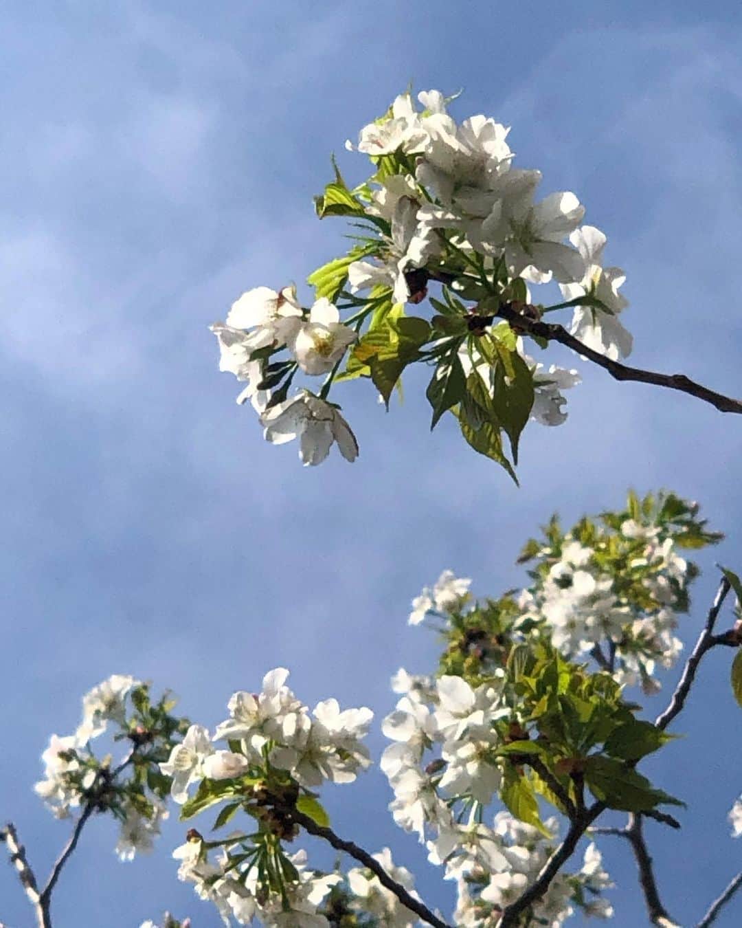 風間ゆみえさんのインスタグラム写真 - (風間ゆみえInstagram)「よく晴れた土曜日  今年はどうかな…なんて心配していた 庭の山桜が満開でとてもきれいだったので嬉しくて。風に揺れて気持ち良さそうな様子を動画にて  桜に寿命があるなんて知らなかった  昨年に立派な老桜だねと褒められてはじめて気づくなんて。  昨年は少し元気がないような感じがしていて夫と心配していたのですが、今年もきれいに花を咲かせてくれました。日曜日の嵐のような風にも花をほとんど落とさずにいてくれました。  そんな姿にも励まされたりしますね☺️ 何かに迷ったり悩んだりしたとき  自然に耳を傾けるのがいいですね。」3月31日 10時08分 - yumie_kazama