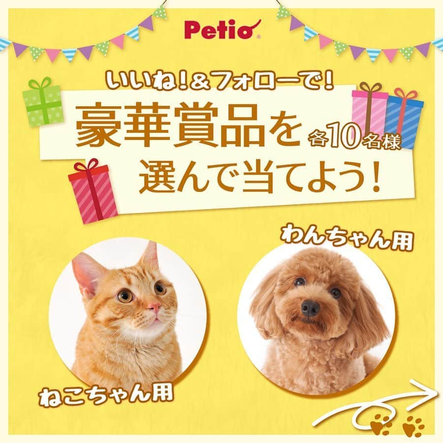 Petioのインスタグラム