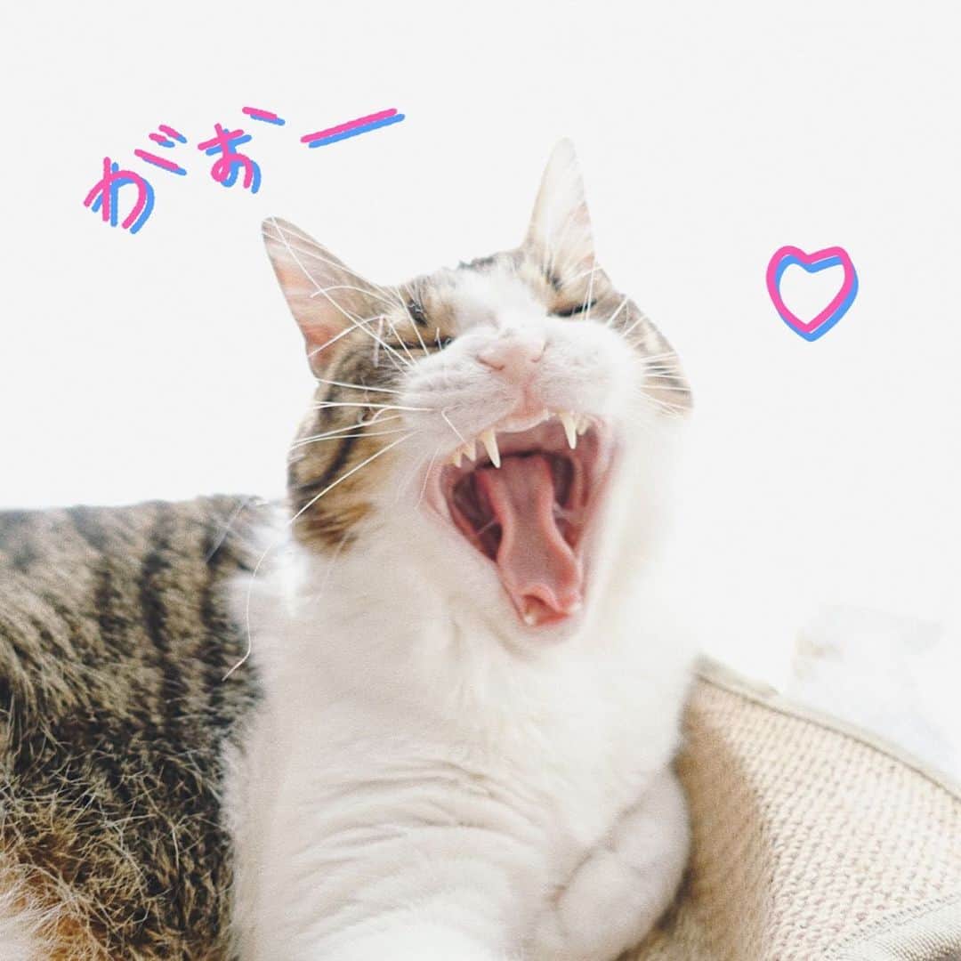 伊倉愛美さんのインスタグラム写真 - (伊倉愛美Instagram)「🐱#まろぽん がおー特集﻿ あくび顔って最高に気が緩んでて﻿ かわいいーーーー😂😂😂😂﻿ あ、ラストまで見てみてね笑笑笑﻿ ﻿ #まろにぃ #ぽんず #兄弟猫 #保護猫 #猫 #ねこ #cats #猫好き #ねこ好き #ねこ好きさんと繋がりたい #猫好きさんと繋がりたい #ねこすたぐらむ #catstagram #殺処分ゼロ #動物好き #動物好きさんと繋がりたい #냥스타그램」3月31日 10時29分 - ikura_manami