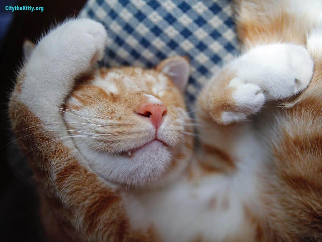 City the Kittyさんのインスタグラム写真 - (City the KittyInstagram)「Now’s a good time to catch up on all that much-needed sleep. 💤  Please stay well everyone!  We love you and are thinking about all of you. ❤️☀️ #stayhealthy #covıd19 #togetherwecan」3月31日 10時26分 - citythekitty