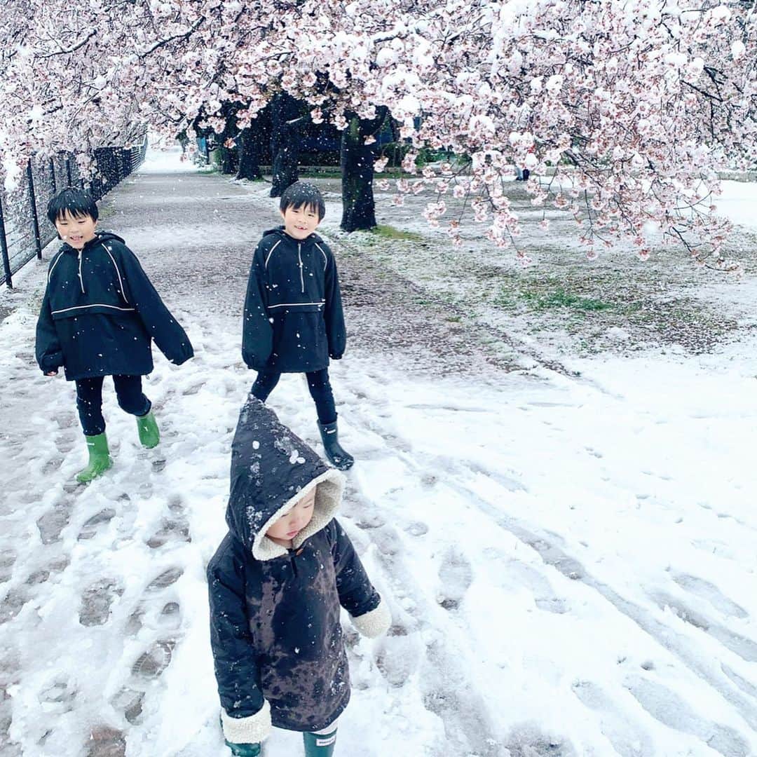 ᴋᴀɴᴀᴋöさんのインスタグラム写真 - (ᴋᴀɴᴀᴋöInstagram)「#雪桜 ☃️🌸 季節はずれの雪に 子供たちは 大喜びでした❤️ * こんなに降ったのに、次の日には キレイに溶けて  なくなってたよ🌸⛄️❄️🌈」3月31日 10時54分 - kanakokko_34_