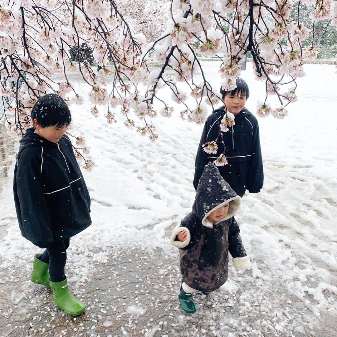 ᴋᴀɴᴀᴋöさんのインスタグラム写真 - (ᴋᴀɴᴀᴋöInstagram)「#雪桜 ☃️🌸 季節はずれの雪に 子供たちは 大喜びでした❤️ * こんなに降ったのに、次の日には キレイに溶けて  なくなってたよ🌸⛄️❄️🌈」3月31日 10時54分 - kanakokko_34_
