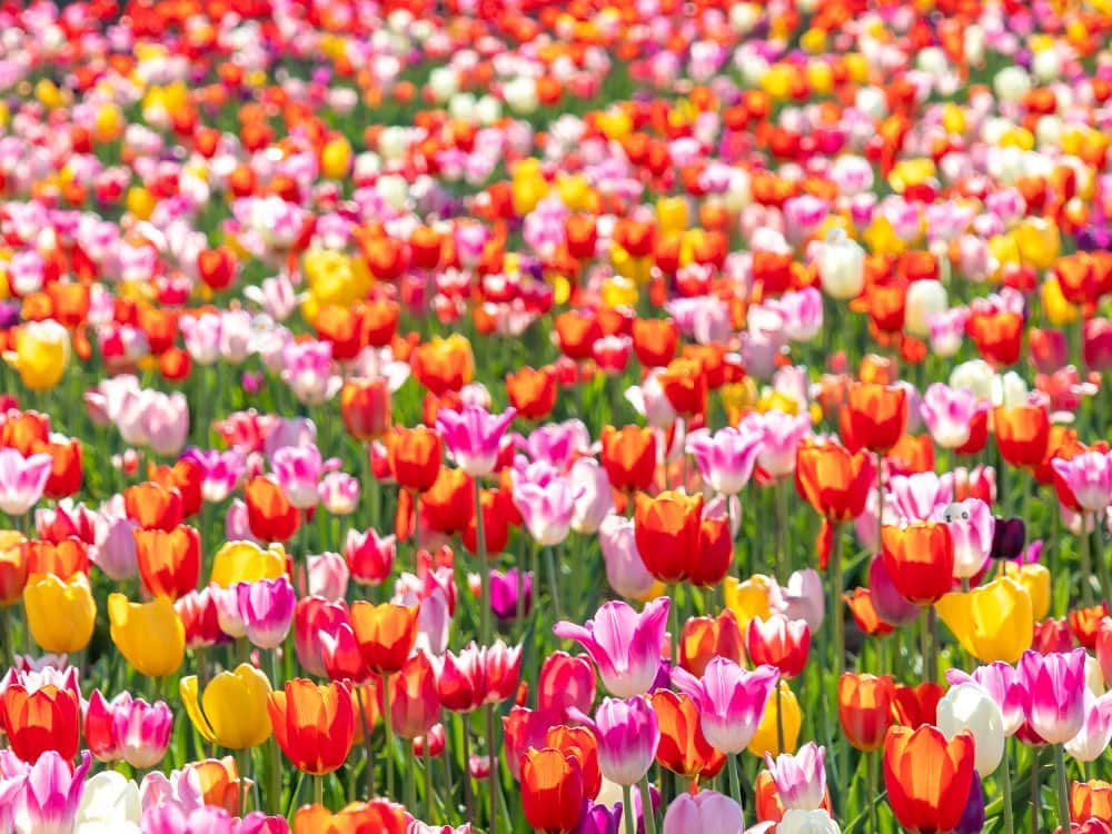 ざっくぅ 公式Instagramさんのインスタグラム写真 - (ざっくぅ 公式InstagramInstagram)「チューリップ畑で3匹のざっくぅが行方不明💦 う〜ん、これはむずかしい…。 見つけられるかな〜🔎 ・ ざっくぅ公式サイトでも掲載中❗ 正解は4月6日に公式サイトで発表します♪ https://zaq.jp/post/kakurenbo2020-3 ・ #3月 #春 #春が来た #チューリップ #チューリップ畑 #花 #フラワー #花畑 #カラフル #色とりどり #かくれんぼ #むずかしい #わかるかな #見つけて #教えて #ざっくぅ #ざっくぅ大好き #ざっくぅ写真部 #jcom」3月31日 11時00分 - zaq_official