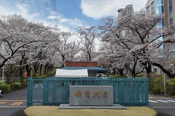 のインスタグラム：「Campus Seasonal Photos March ⑤ 丹木の歳時記　弥生⑤ ⑴ Seimon Gate・正門(セイモン) ⑵ Soka Women’s College・創価女子短期大学 ⑶ Central Library・中央図書館 ⑷ Cherry Blossom road・桜花の道 ⑸ Ikeda Auditorium・池田記念講堂 ⑹ C Building・文系Ｃ棟 ⑺ 3 cherry blossom trees・三代桜 ⑻ Oshima cherry tree・大島桜(オオシマザクラ) ⑼ Chinese Quince・花梨(ハナナシ) ⑽ Peach tree・桃(モモ) #discoversoka #sodaigram #sokauniversity #hachioji #tokyo #japan #campus #university #students #global #nature #environment #march #spring #fourseasons #beautiful #創価大学 #八王子 #東京 #大学 #キャンパス #学生 #グローバル #自然 #環境 #3月 #弥生 #春 #四季」