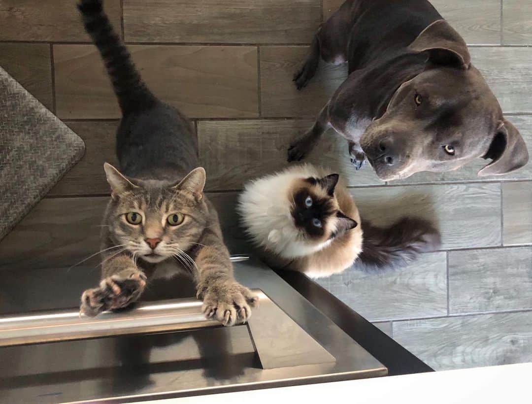 マニーのインスタグラム：「Feeeeed meeee, hueeeminnn @indigodoggo」