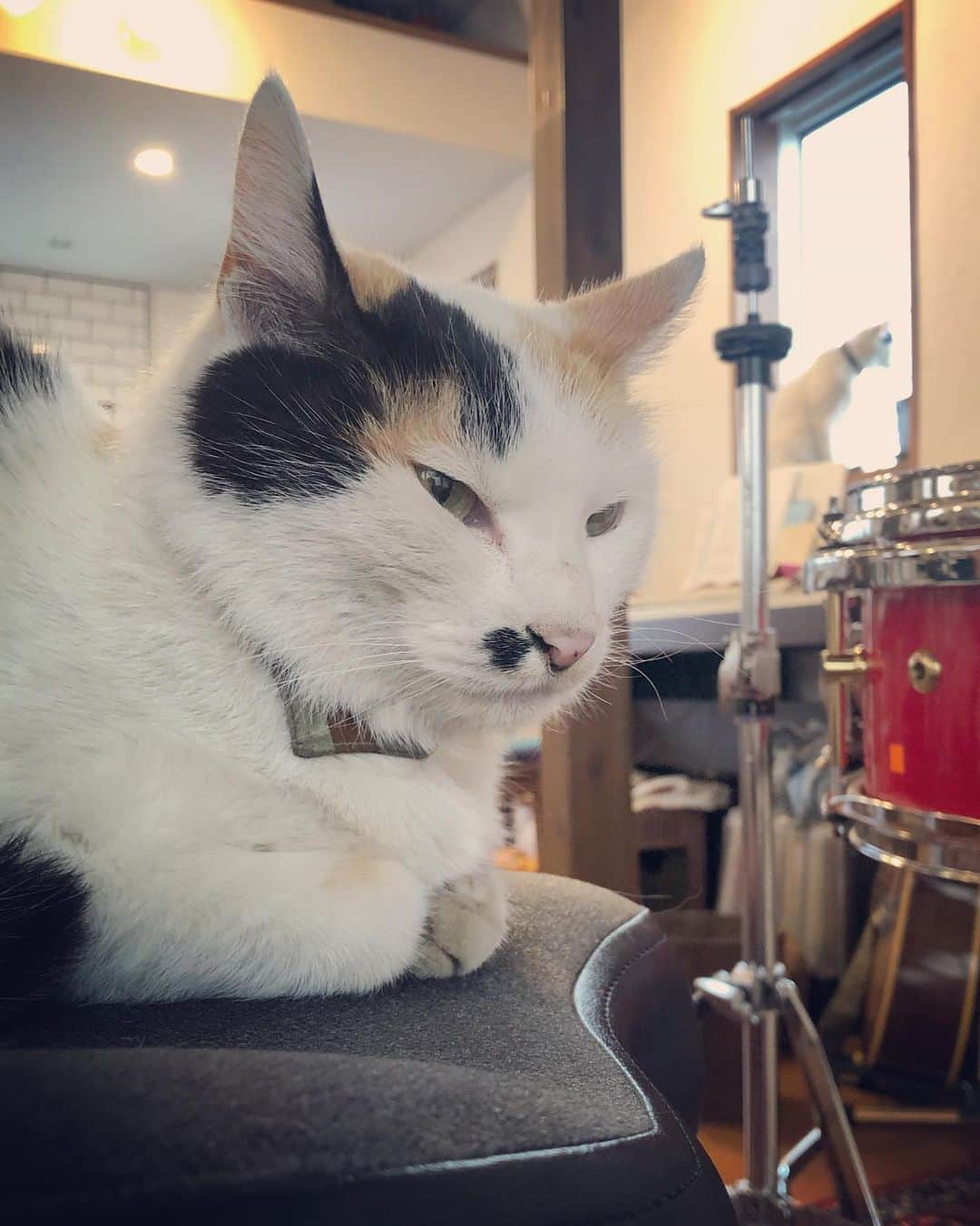 若森さちこさんのインスタグラム写真 - (若森さちこInstagram)「さて今日は何をしようかなー。。 #音楽のある生活 #猫のいる暮らし  #stayhome」3月31日 16時55分 - pistachico
