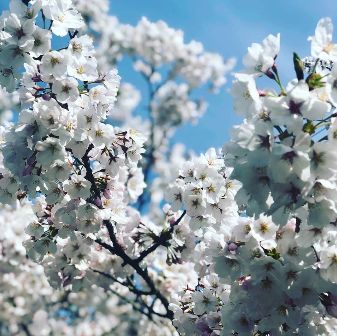 ひうらさとるさんのインスタグラム写真 - (ひうらさとるInstagram)「Cherry blossoms remind us that life is short and so beautiful.  #cherryblossom  #socialdistance  #stayathome」3月31日 16時56分 - marikosatoru