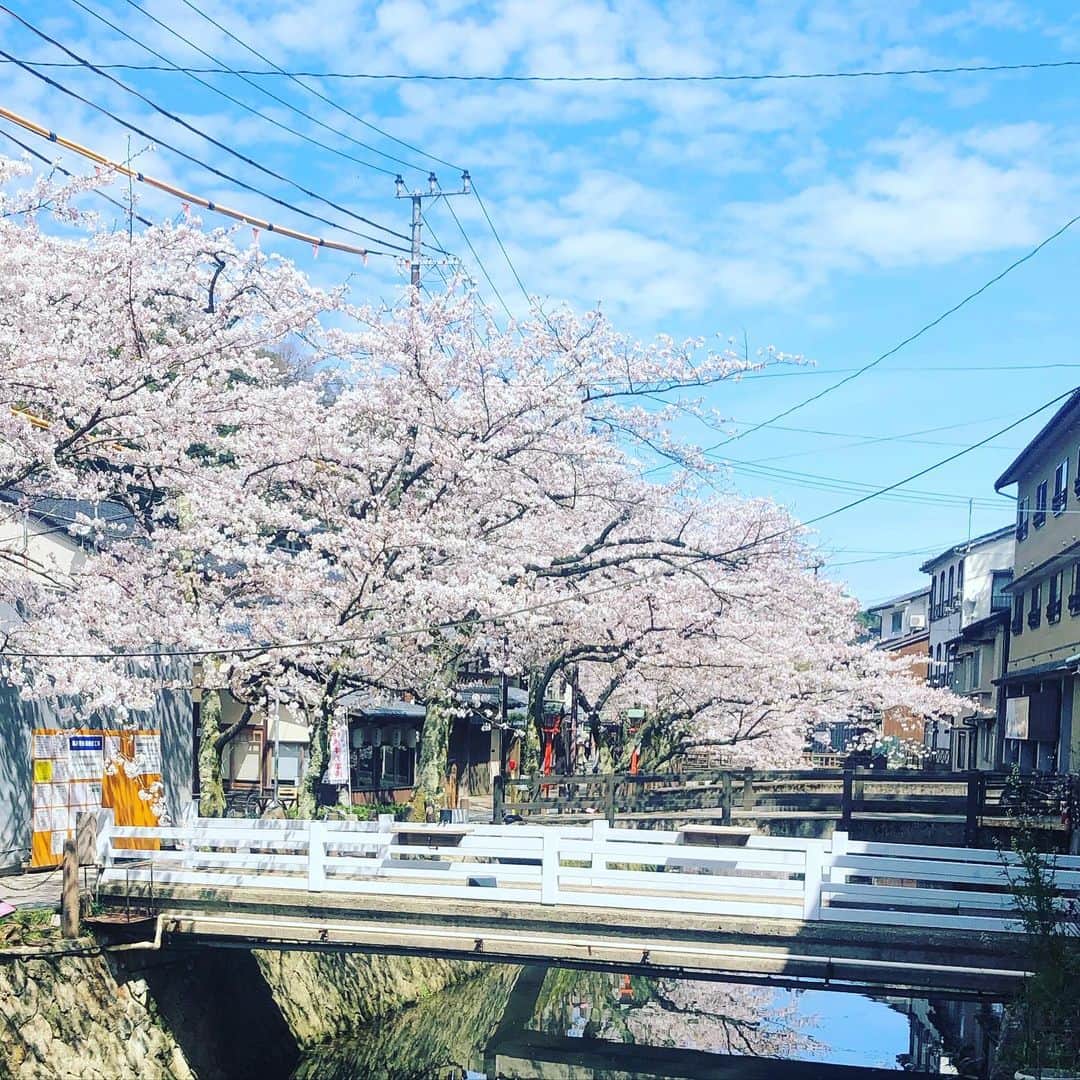 ひうらさとるのインスタグラム：「Cherry blossoms remind us that life is short and so beautiful.  #cherryblossom  #socialdistance  #stayathome」