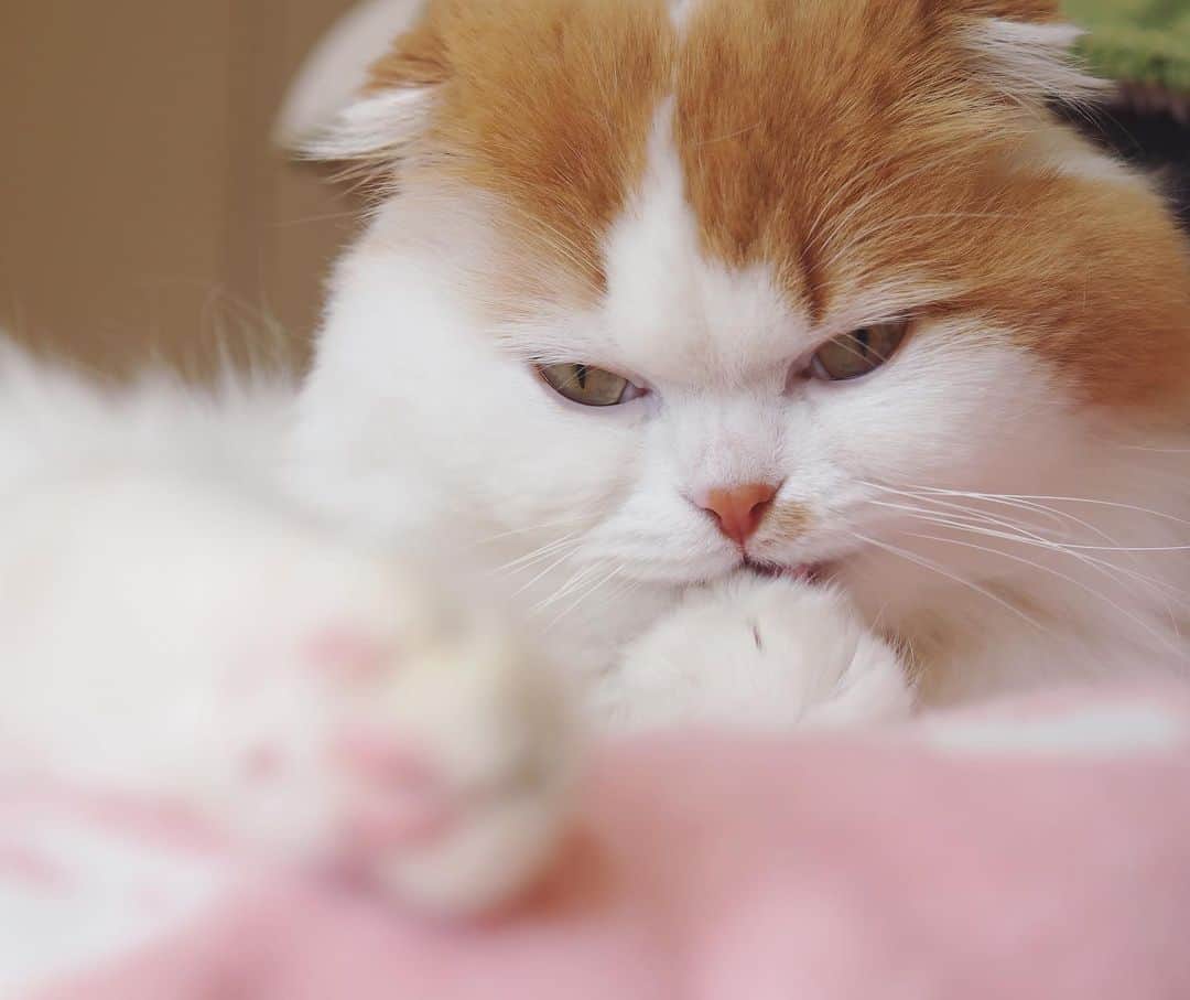 gammy08のインスタグラム：「久々に一眼で撮ってみたら すごいたくらみ顔が撮れてしまった…  #cat #catstagram #catsofinstagram #catofthedays #ilovemycats #socute #cutecat #catlove #catlover #スコティッシュフォールド #長毛猫 #垂れ耳 #猫のいる生活 #つくも #ねこ #猫のいる暮らし #にゃんすたぐらむ」