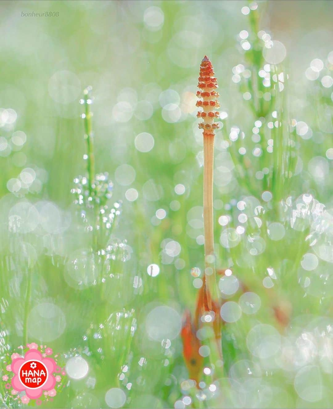 はなまっぷ❁日本の花風景のインスタグラム