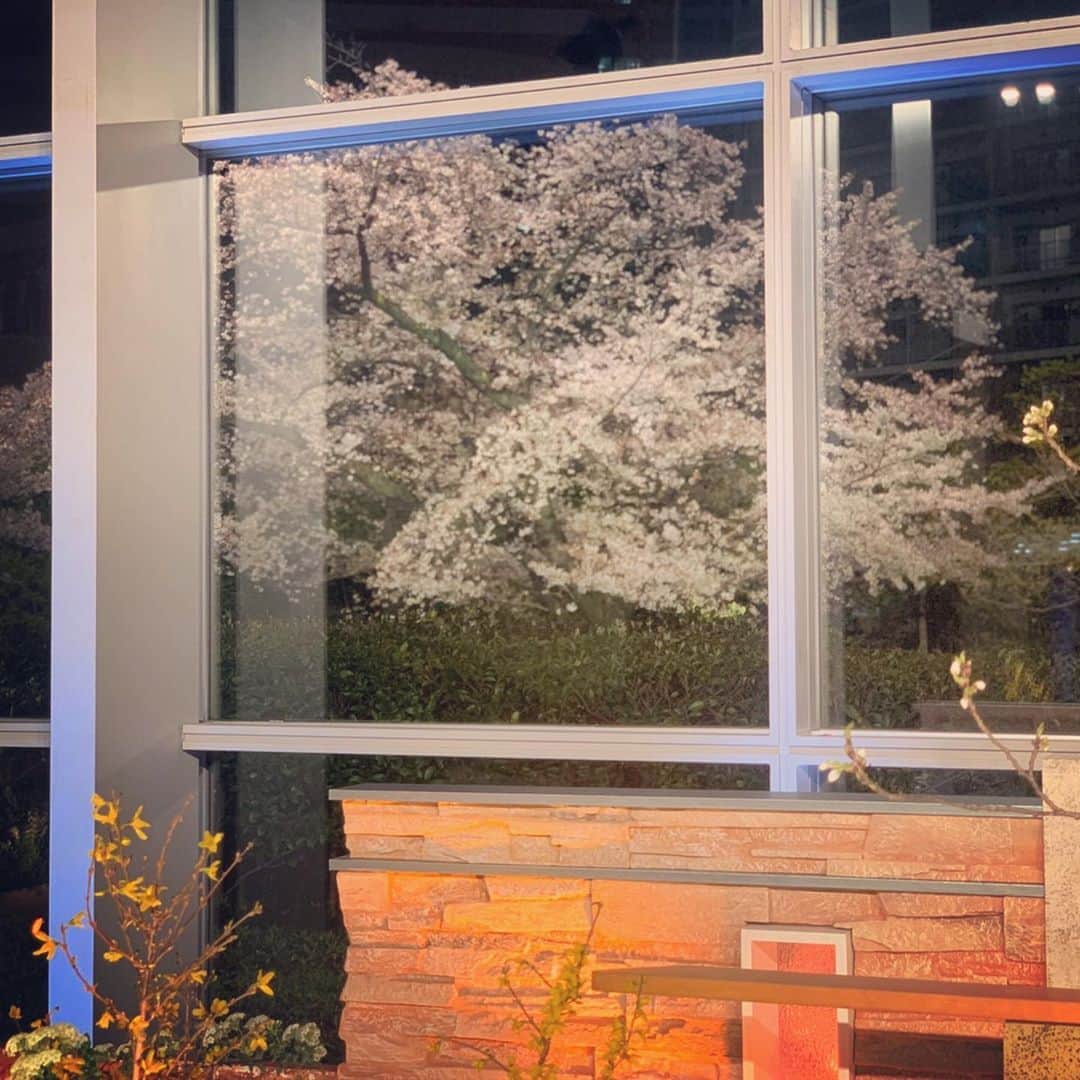 徳永有美さんのインスタグラム写真 - (徳永有美Instagram)「報道ステーション、昨日はテレビ朝日のアトリウムからお伝えしました。皆さんにはどんな空間に映りましたか？窓の外には美しい桜が咲いていました。紺色の空に淡く浮かび上がる桜に見惚れてしまいました。 昨日は志村けんさん死去という…本当に悲しいニュースをお伝えしました。幼い頃からずっと見て、笑って、真似をして。小さい頃は、早く寝なさいという親のせいで8時だよ全員集合！が特別な時しか見ることができず泣いたこともあります。全員集合はほんとに好きだったなぁ…。私にとって笑うことの原体験です。こういうことがおもしろいんだよって純粋なお笑いを通して教えてもらいました。 生涯、コメディアンであることを貫いた志村けんさん。私たちにとってとても大切な人を失ったことを思います。子供からおじいちゃんおばあちゃんまで皆んなが知ってる志村けんさんがコロナで亡くなられたということの意味を、深く思います。」3月31日 12時29分 - yumi_tokunaga.official