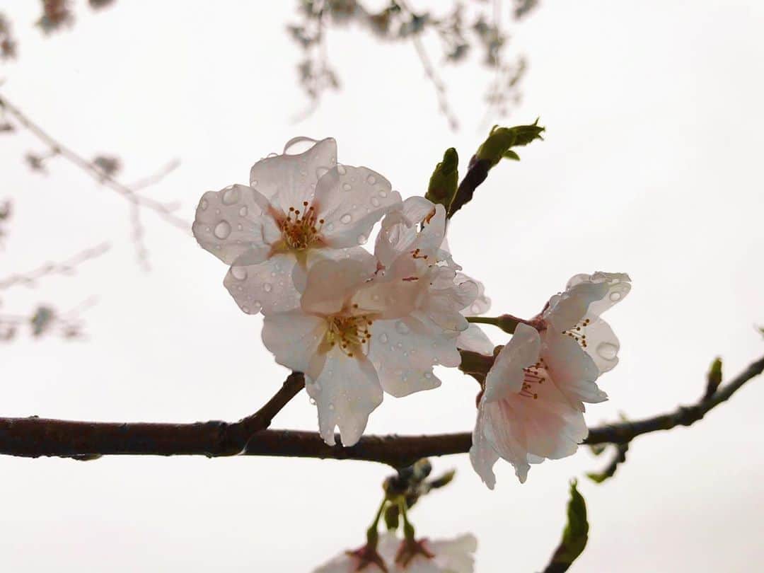 𝕟𝕒𝕞𝕚𝕔𝕙𝕒𝕟のインスタグラム：「﻿ 雨の日には、﻿ 晴れた日が真似できない﻿ うつくしさがある✨😌🌧﻿ #blossom  #blossomtree  #rain  #春﻿ #自然  #植物  #木  #花  #桜  #雨  #spring﻿ #nature  #vegetation  #tree  #flower﻿ #positive  #捉え方  #思考  #ポジティブ」