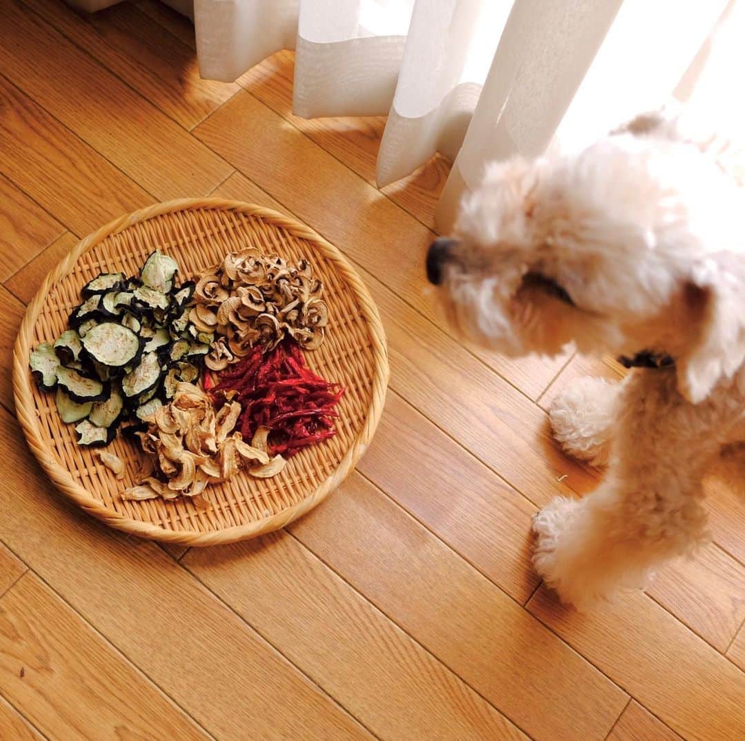 麻木久仁子のインスタグラム：「こてつ、興味津々。 お前の餌じゃないよ😆」