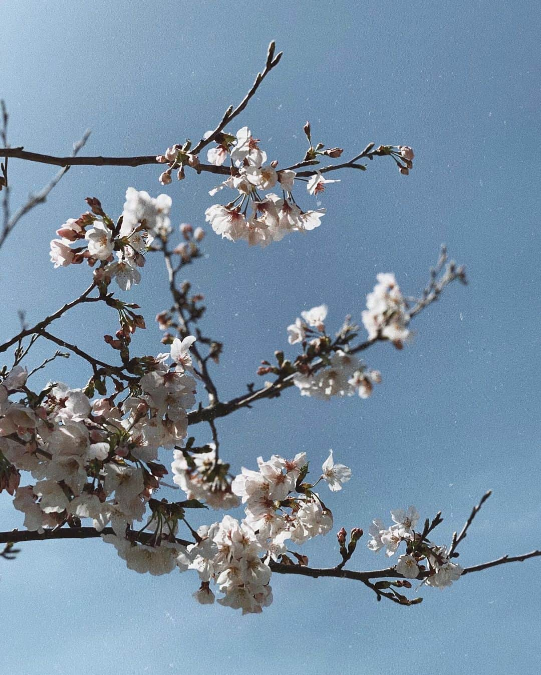 高園あずささんのインスタグラム写真 - (高園あずさInstagram)「生きた心地がしない、数日。 大丈夫、大丈夫、大丈夫。 そう何度も心で唱えながら 私はとにかく子どもたちを守るだけ。 自分の気持ちが折れたら、終わりだから。  自分の大切な人は、自分で守らないと。  これから桜を見たら、 毎年この感情を思い出すんだろうなぁ。 #stayhome ✊🏼🌎🌸」3月31日 13時36分 - azusa_takazono