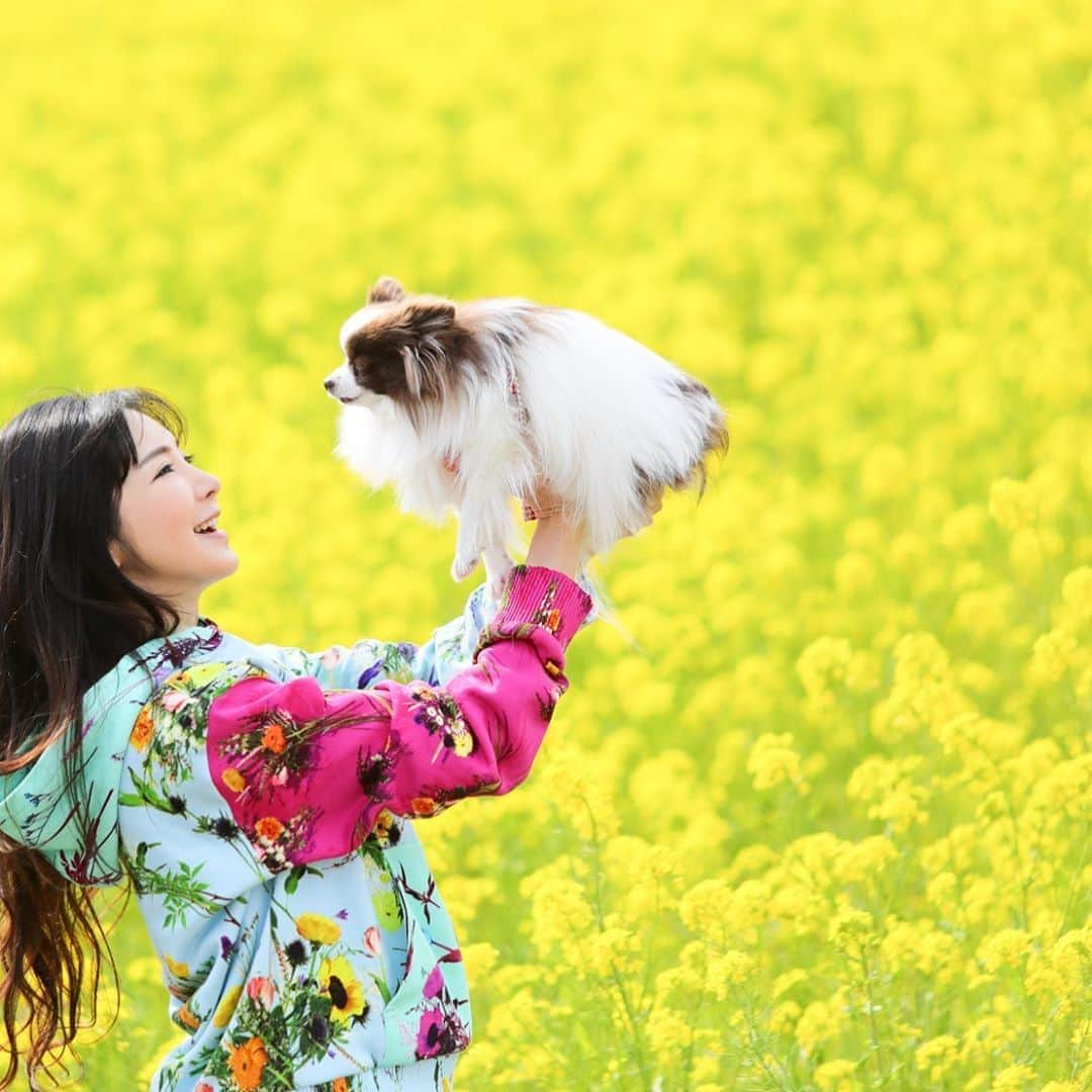 mycoのインスタグラム：「菜の花畑🌼🐶りりさんおねむ？😪 大変な日々が続きますが 頑張りましょう💛  #菜の花　#菜の花畑  #pom #pomeranian #pomeranianlove #pomestagram #유채꽃　#パーティカラーポメラニアン #louisvuittonlover」