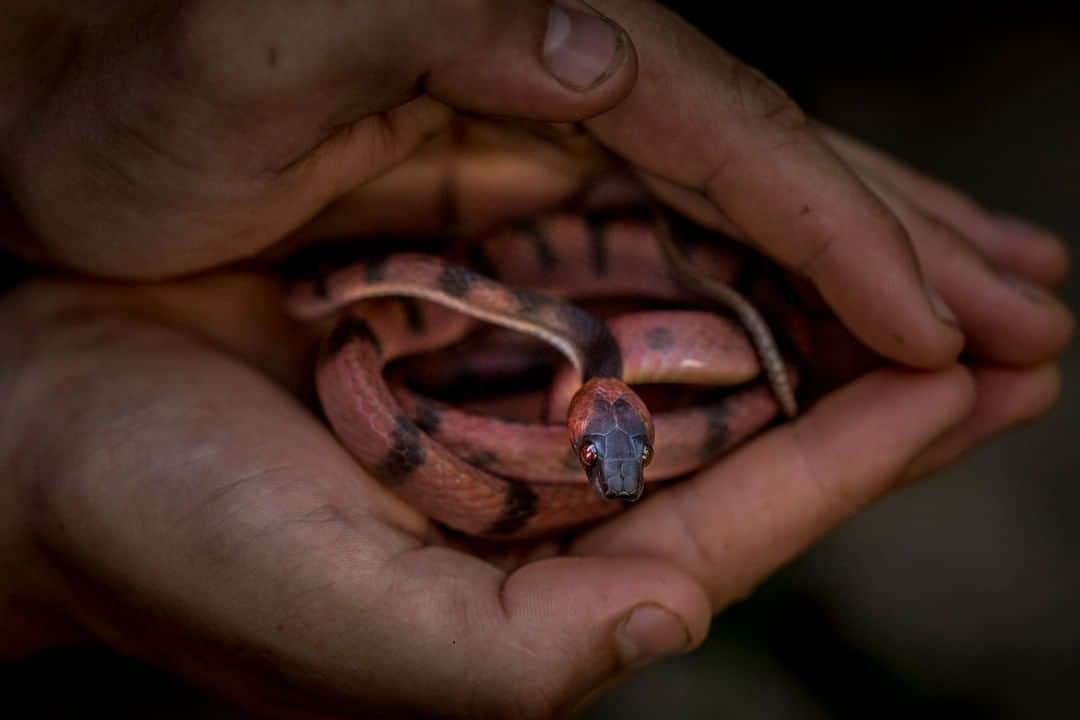 ナショナルジオグラフィックさんのインスタグラム写真 - (ナショナルジオグラフィックInstagram)「Photo by Trevor Frost @tbfrost | The red vine snake (Siphlophis compressus) is a nocturnal and largely arboreal snake that feeds primarily on large lizards but is also known to consume small frogs. Like many snakes in the family Colubridae, it is rear fanged, which means it has two grooved teeth in the rear of its mouth and a Duvernoy's gland that produces venom. The venom in the red vine snake, like most rear-fanged snakes, is not dangerous to humans. There are two notable exceptions: the boomslang and the twig snake, both of which have killed well-known herpetologists with their bites. This snake was photographed with the help of Peruvian nonprofit @hojanueva, which protects this snake's home. Want to see more snakes from the Amazon? I'm @tbfrost.」3月31日 13時39分 - natgeo