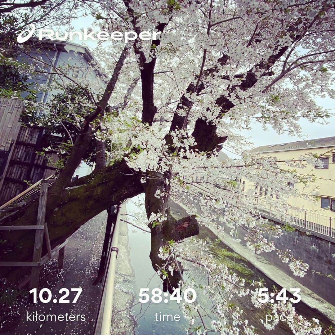 柴田聡さんのインスタグラム写真 - (柴田聡Instagram)「やっぱりRUN♪ #川沿いラン #桜の木に遮られる #自粛しろってか #でも #年度末ラスト #近ジョッグ #ハシリマスタグラム」3月31日 14時04分 - satorushiba