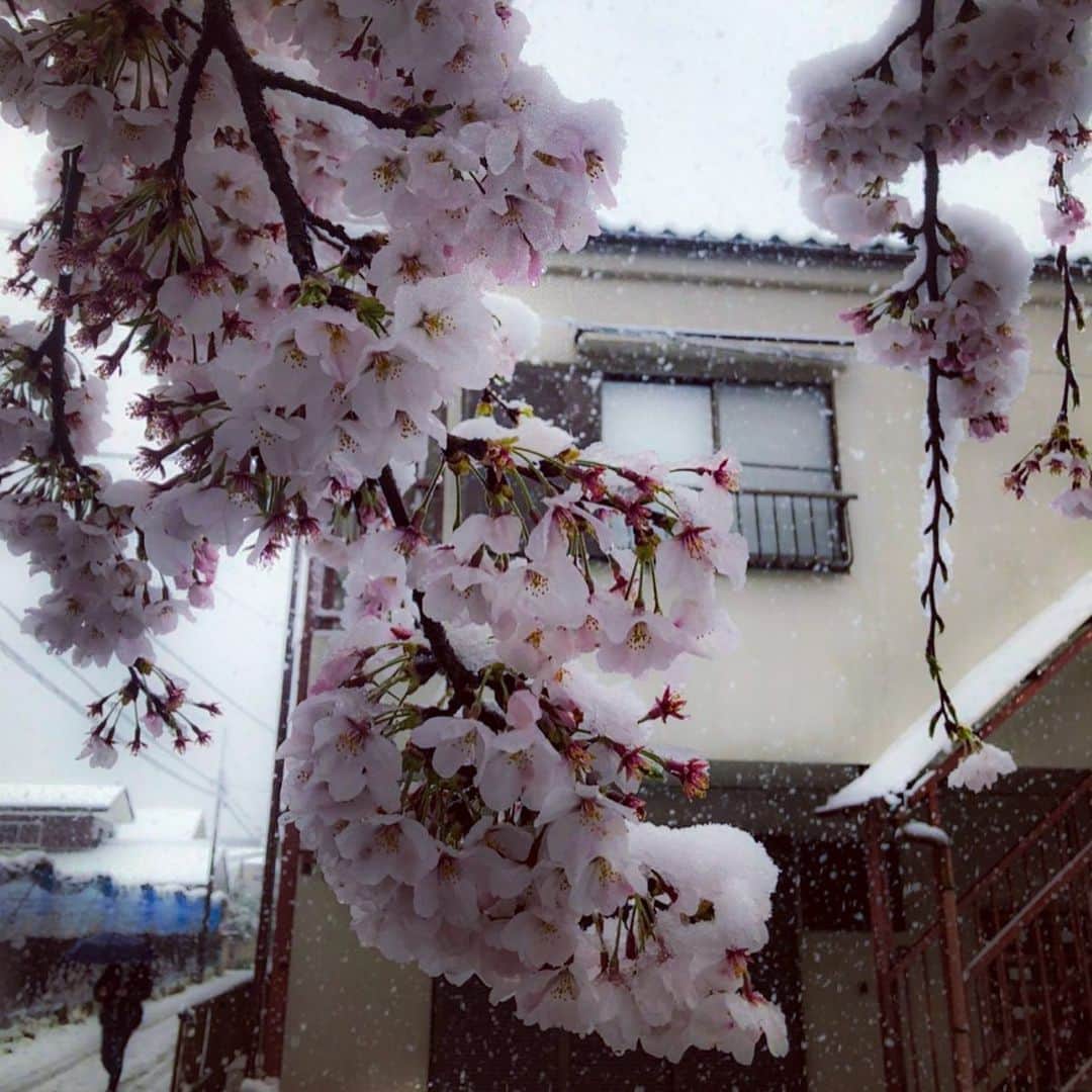 上本昌代さんのインスタグラム写真 - (上本昌代Instagram)「🌸桜×雪❄️ 素晴らしく美しいけど今年の桜は本当に儚いのかな。。🌸 #桜 #さくら #cherryblossom #雪 #snow #nature #自然 #花 #flowers #flower」3月31日 14時19分 - masayomai