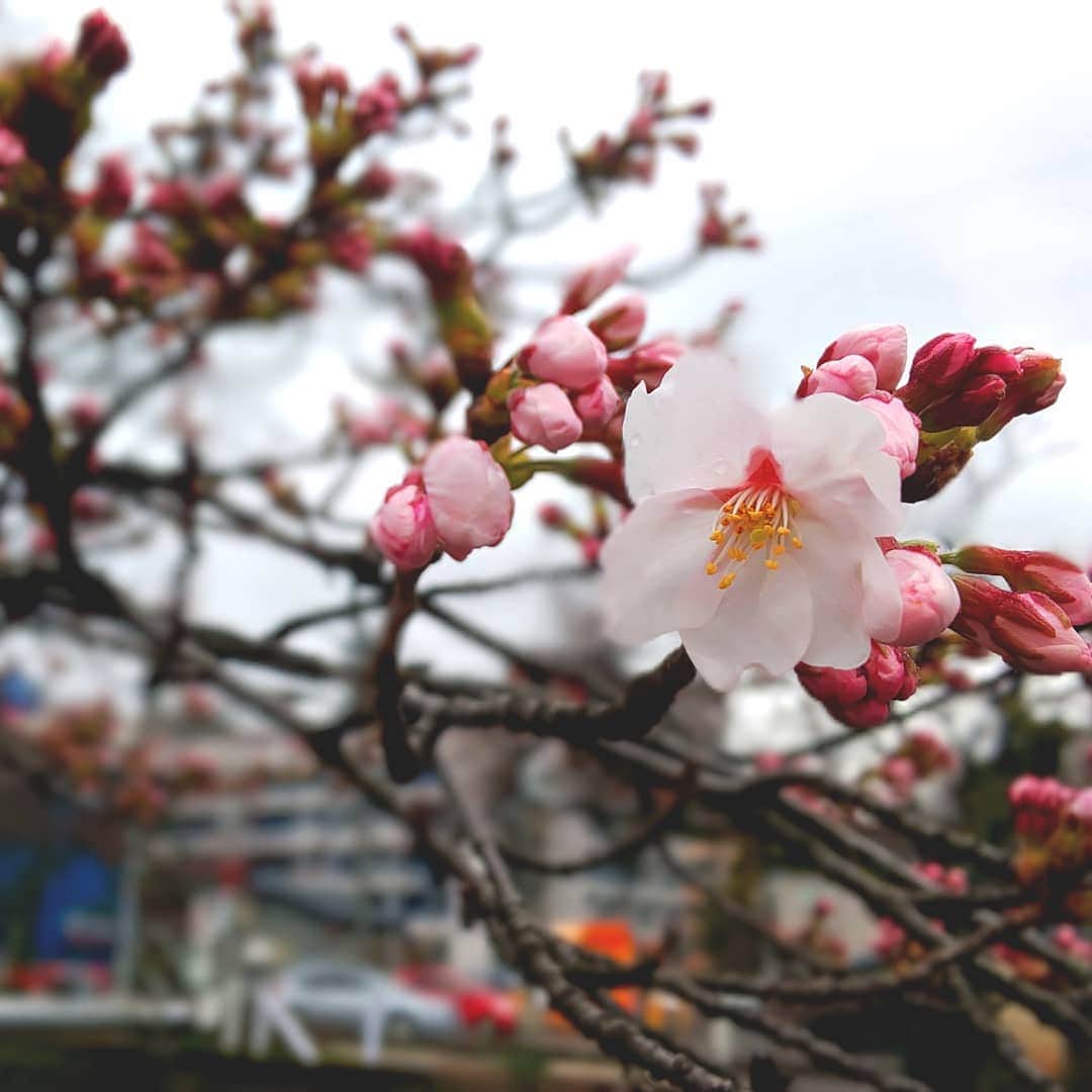 ホテルニューオータニ長岡wedding さんのインスタグラム写真 - (ホテルニューオータニ長岡wedding Instagram)「cherry blossom～桜～ * 福島江の桜も少し開花してきました。 今年は例年より早いですね!!! * バンケットの『桜の間』は名前もこの時期にピッタリ コーディネートに桜を入れて春を満喫 * * #ホテルニューオータニ長岡 #オータニ#ホテルウエディング #ウエディング#大人婚 #春#spring#桜#4月」3月31日 14時34分 - newotani_nagaoka_wedding