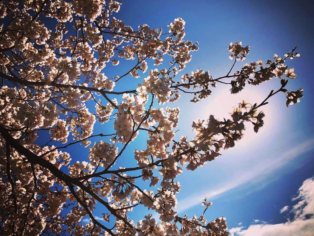 林藍菜さんのインスタグラム写真 - (林藍菜Instagram)「幼い頃からバカ殿様が大好きだった私。 名前が「あいな」だから「アイーン」て 何度もふざけてみんなを笑わせてました。 発表会でも披露した気がする！笑  家族揃って何度番組を見たことか。 とても悲しいけれど、笑っていなくちゃ志村けんさんに怒られる気がします。 富山も昨日県内で初めてコロナの感染者が出ました。 でも、桜はちょうど見頃で気を抜くと沈んでしまいそうなこのところの気持ちにも花を咲かせようとしてくれています。 心の豊かさを見失わないようにしたい。  だいじょぶだぁ、だっふんだ。 きっといいことあるよねっ！ 志村けんご冥福をお祈りいたします🌸  #志村けん さん #ありがとう #富山市 #桜 #お花見 #お花見自粛 #いいことあるさ #あいーん #だいじょぶだぁ #だっふんだ #うちで過ごそう #コロナに負けるな」3月31日 14時47分 - hayashi_aina