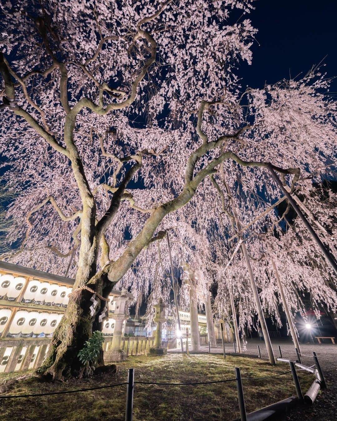 関西電力株式会社さんのインスタグラム写真 - (関西電力株式会社Instagram)「. ＼しだれ桜が目印👀大石神社の「大石桜」🌸／ 京都市山科区にある大石神社⛩ 神社の境内ではこの季節、「大石桜」と呼ばれ親しまれている立派なしだれ桜が咲き誇ります🌸 今年は残念ながら桜のライトアップは中止とのことですが、この写真を通じて皆さまの心が少しでも照らされますように…💡 . ※写真は過去に撮影したものです --------------- ■アクセス JR琵琶湖線・地下鉄東西線「山科駅」京阪京津線「京阪山科駅」より 京阪バス「大石神社」下車 徒歩約2分 ※詳細はHPでご確認ください --------------- . #ライトアップ #はなまっぷ #夜桜 #神社仏閣 #japan_night_view #夜景 #japan_night_view #夜景ら部 #夜景が綺麗  #しだれ桜 #京都 #kyoto #神社巡り  #そうだ京都行こう #京都観光 #大石神社 #大石桜 #京都散歩  #京都の神社 #神社仏閣巡り #loves_united_japan #ダレカニミセタイケシキ #bestphoto_japan #灯  #貴重な体験 #景色最高 #tripgramjp #best_expression_night #お写んぽ #インスタスポット」3月31日 15時00分 - kanden.jp