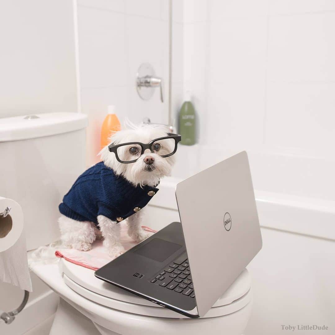 Toby LittleDudeのインスタグラム：「Working from home.」