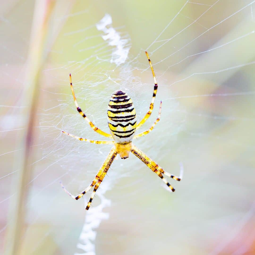 アニマルプラネットさんのインスタグラム写真 - (アニマルプラネットInstagram)「"Work smarter, not harder" - Yellow Spiders. They will hide in an underbush made of their silk and wait for an insect to get caught. Once caught, the spider will feel the vibrations and strike. So you don't want to get caught in charlotte's web! . . . . #animalplanetupclose #animalsofinstagram #animalplanet #animaloftheday #wild #wildlife #outdoors #animals #wildanimals #conservation #nature #animallovers #instanature #wildgeography」4月1日 1時00分 - animalplanet