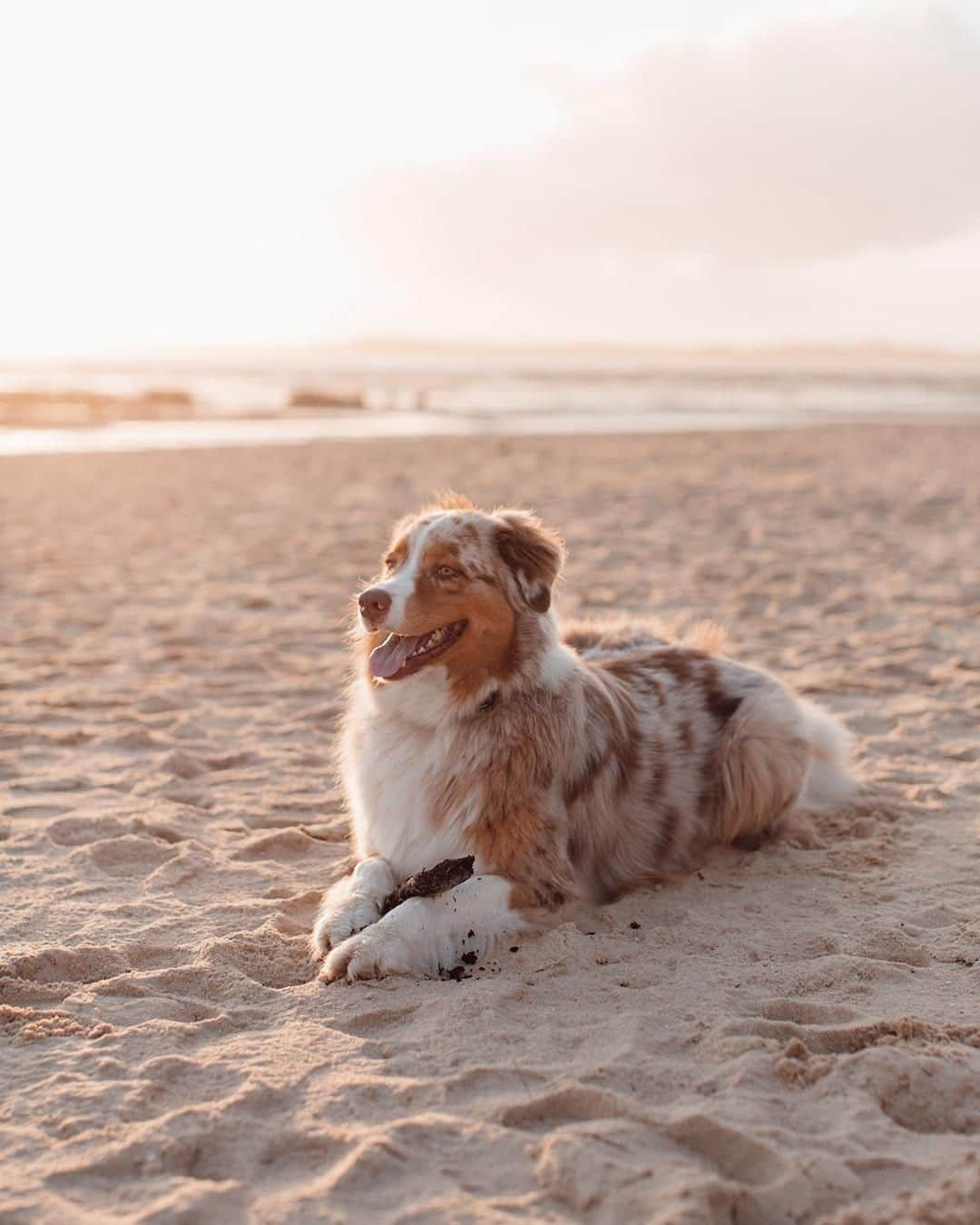 PAUL HEWITTさんのインスタグラム写真 - (PAUL HEWITTInstagram)「A little, four-legged distraction for your instagram feed. 🐶🐾⚓️ #getAnchored #paulhewitt __ #dogsofinstagram #igdogs #fourlegged #paws #dog #beach #beachdays #sundowner #sand #sky #qualitytime #sunset #sun」4月1日 1時01分 - paul_hewitt