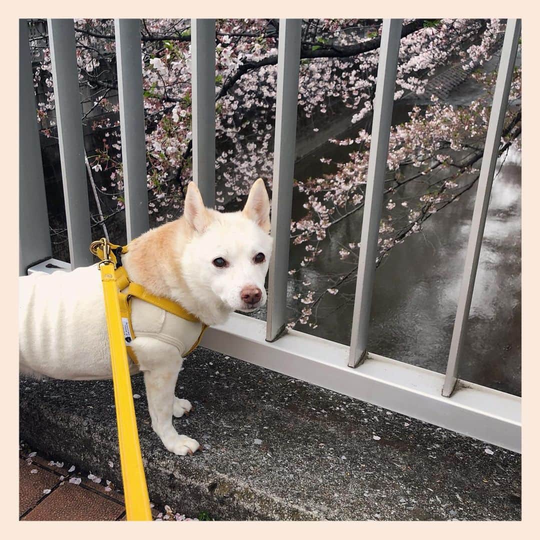 パンといっぴきのインスタグラム：「#元保護犬 #雑種犬 #crossbreed #mixdog」