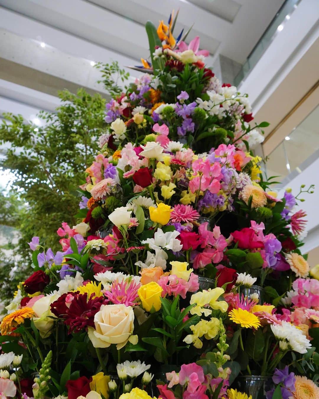 平塚市さんのインスタグラム写真 - (平塚市Instagram)「* 🌼フラワーツリーが完成🌼 市役所に大輪の花が咲きました！ その華やかな見た目はもちろん、 辺り一面に広がる甘い香りが 市役所を訪れた人たちの心を癒します。 バラにガーベラ、スイートピーなど 展示されている花はすべて 平塚市内で生産されたもの。 地元産のお花はJA湘南あさつゆ広場や 市内のお花屋さんでお買い求めいただけます。 自宅でのリラックスタイムに 花を添えてみませんか？ *** #手をつなぎたくなる街 #hiratsukagood #hiratsuka#平塚 #shonan#湘南 #kanagawaphotoclub #平塚市役所#市役所 #花#はな#お花 #フラワーツリー #フラワーアレンジメント #flower#flowers #flowerstagram #はなすたぐらむ #はなまっぷ#ザ花部 #花が好き#花のある生活 #週末の過ごし方 #日々#暮らし #instagramjapan#igersjp」3月31日 17時05分 - hiratsukagood