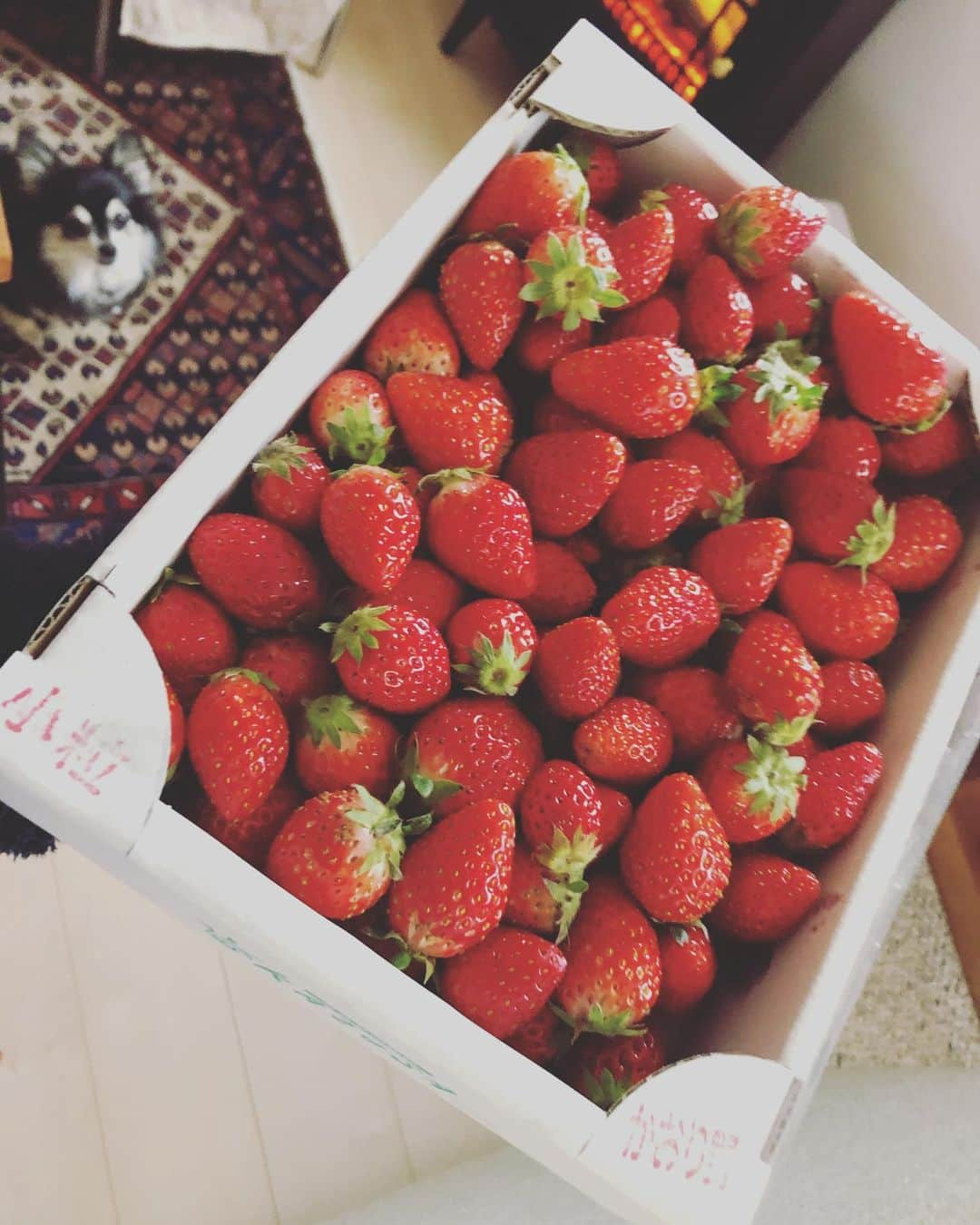 小野真弓さんのインスタグラム写真 - (小野真弓Instagram)「🍓🍓🍓 ひょっこり、わくわくハナちゃん🐶 いい香り〜(๑>◡<๑)✨ #苺#千葉県#君津市#愛彩畑 #ビタミンc #ちばすたぐらむ#千葉在住#田舎暮らし#春の味覚#直売所」3月31日 17時29分 - hanaharuaroi