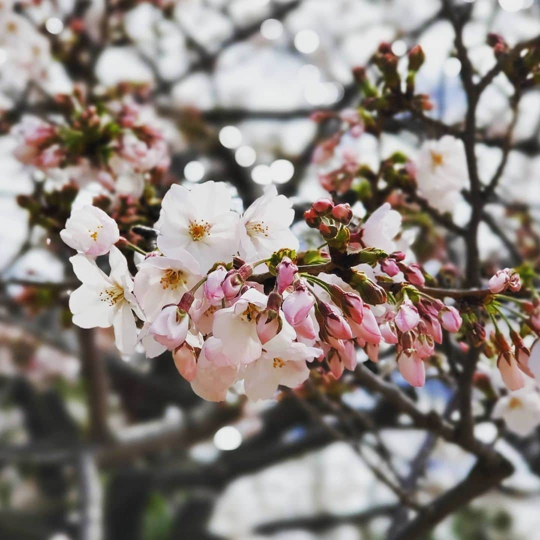 市川笑野さんのインスタグラム写真 - (市川笑野Instagram)「41歳になりました！ 皆様、沢山のお祝いメッセージをありがとうございます！ 芝居が上演出来ず先行きの見えない不安な状況ですが、気持ちは明るく頑張ります！」3月31日 17時34分 - emino.i