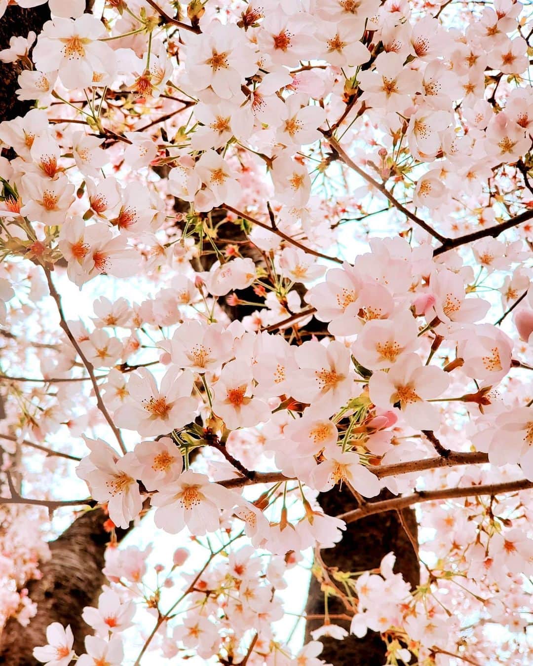 森口彩乃さんのインスタグラム写真 - (森口彩乃Instagram)「先日の大雪もなんのその。 . 桜は元気に生きているー！すごい生命力だー！家の近くにこんなに素晴らしい桜の木があることが嬉しい。 . また来年ねーとかこないだ桜に伝えちゃったけど、すぐ会えて得した気分。 . 友人達とも、早く会いたいね、早く話したいねと言う連絡が増えてきている。やはり『直接』対面して人と接するという事は人間には必要なんだよね。疲れてる人多いんじゃないかな？知らず知らずの内にストレスたまってきているよね。 . 気を付けながら、人が少ない所を散歩したり、思いっきりストレッチやってみたり、忘れがちな深呼吸してみてね。 . #桜 #japan #日本#花 #flower」3月31日 17時41分 - ayano.moriguchi