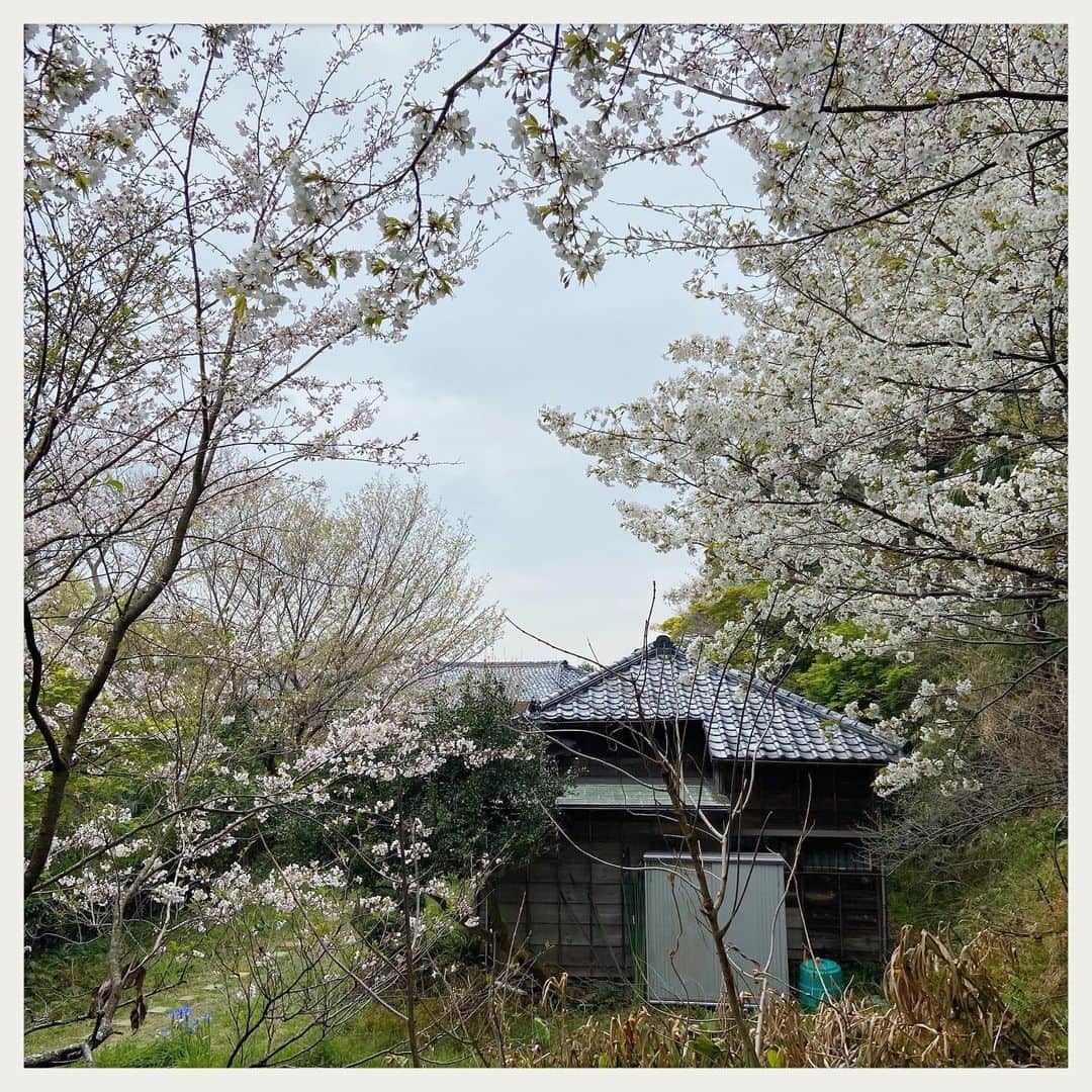 kumikoさんのインスタグラム写真 - (kumikoInstagram)「ご近所散歩。 すっかり春〜🌸」3月31日 17時44分 - makudeco